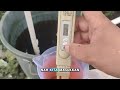 nutrisi ab mix rendah hasil mevvah