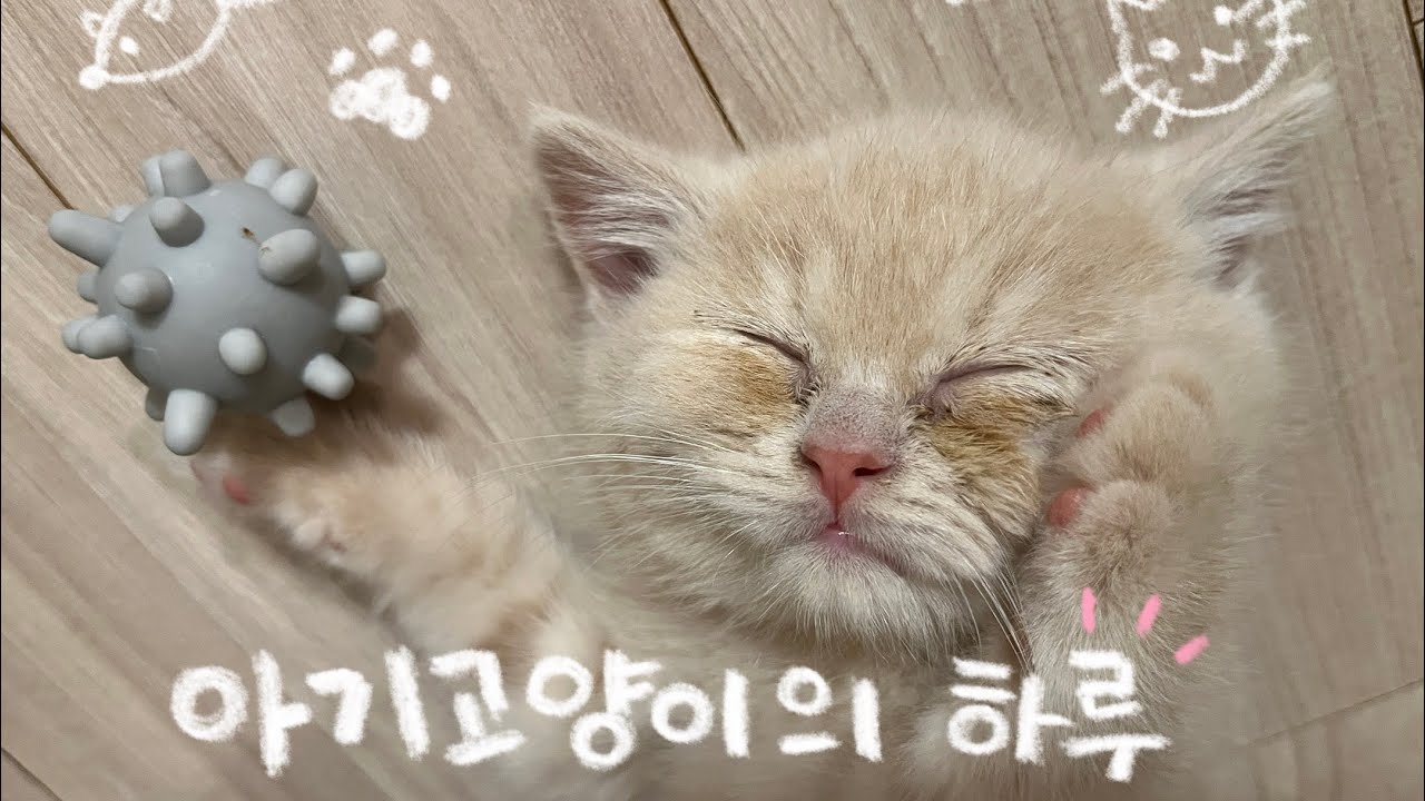아기 고양이 로미의 귀여운 하루🐱🩷