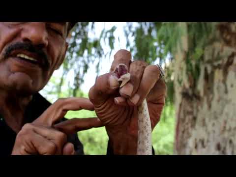 أفعى الحراشف المنشارية ثاني أخطر أنواع الأفاعي في الأردن 