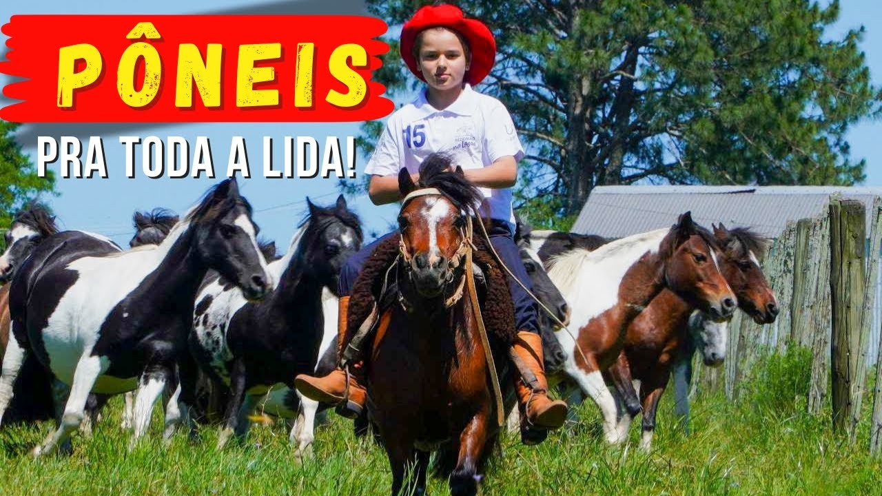 Os Pôneis na Cala Bassa - Da criação até a doma as crianças assumem as rédeas dos pequenos cavalos.