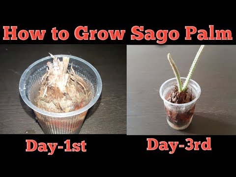 Vidéo: Bonsai Sago Palm Tree : Comment faire pousser un sagoutier miniature