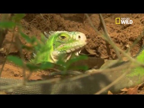 Vidéo: Scandale Pour Cuisiner Des Iguanes Lors D'un Spectacle