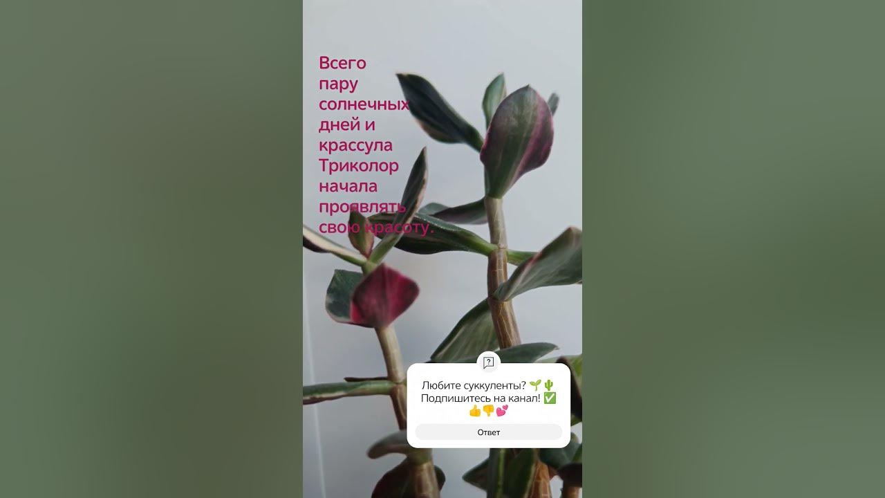 Крассула Триколор раскраснелась на солнце. Больше света - больше цвета ...