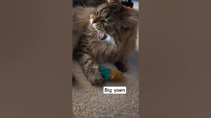 Video 10446431: siberian cats love, sleepy kitty