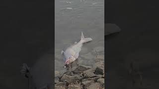 SLOB Catfish On The Bank! 