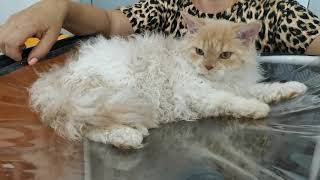 Baby salon kittens 8/ Selkirk Rex cat breed, carrier of curly hair