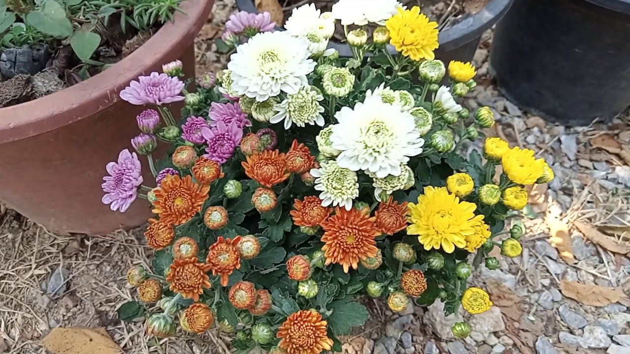 วิธีขยายพันธุ์เบญจมาศด้วยการชำกิ่งและชำยอดง่ายๆ ซื้อครั้งเดียวดูดอกตลอดไป ปักชำ ทำจำนวน  มุมเกษตร