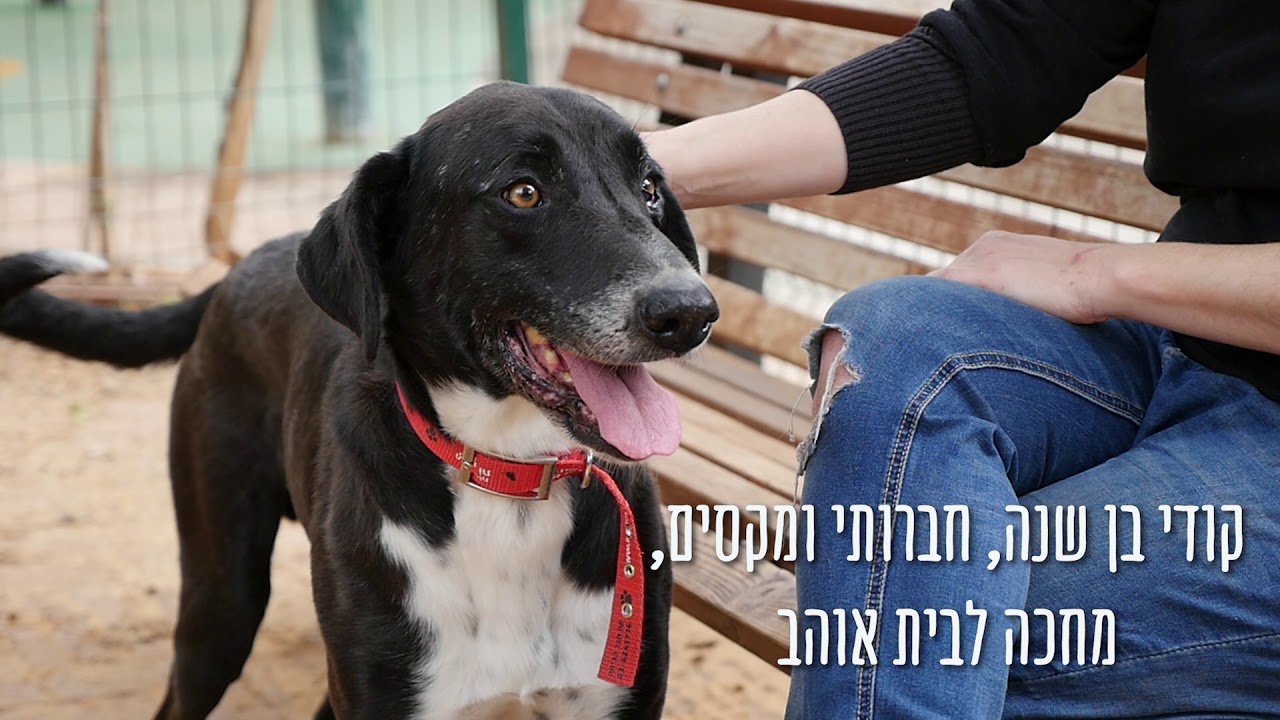 ‫קוד האהבה‬‎ - YouTube
