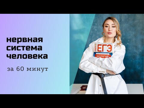 Video: Аксондогу миелин кабыкчасынын ролу кандай?