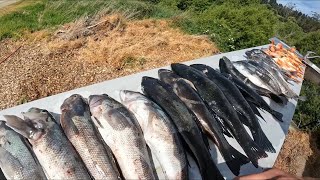 Epic Day Spearfishing and Fishing in Dunedin!!