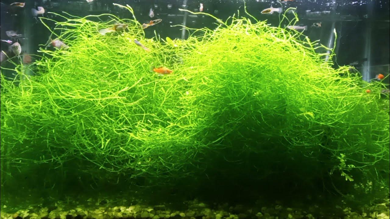 Plant ID: Any idea what plant/moss is this? It's uhhh… doing pretty well in  my tank. : r/PlantedTank