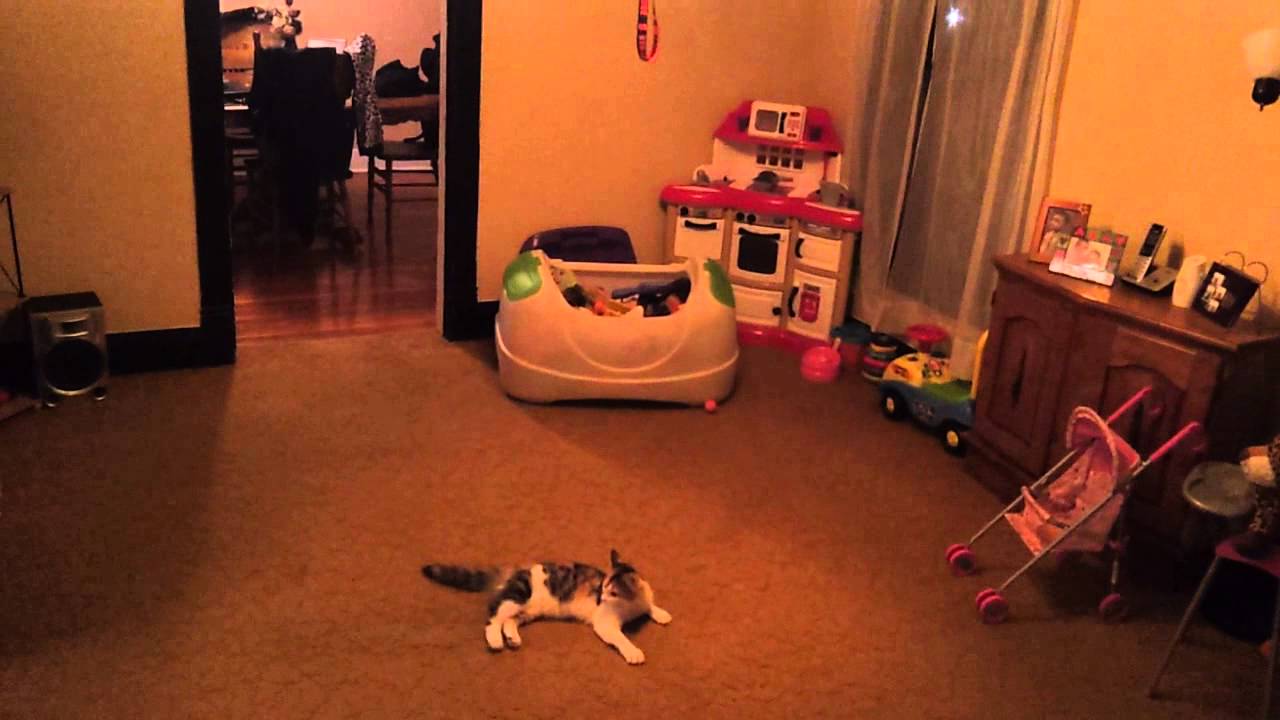 Epic Cat Jump WIN !!!! YouTube