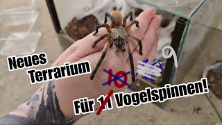 Neues Terrarium Für 11 Vogelspinnen Einrichten Monocentropus Balfouri Liliths Colorful Garden
