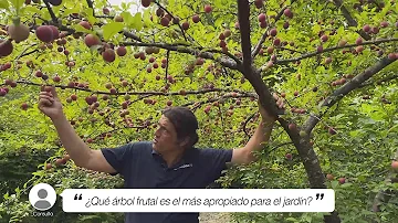 ¿Qué árbol frutal plantar en casa?