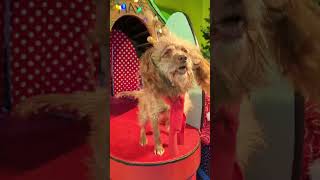 Max in whoville during Grinchmas at Universal Studios Hollywood #grinchmas #universalstudios