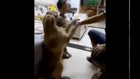 Dad scolded the baby, the dog hurried up to persuade