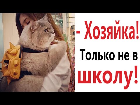 Лютые приколы. КОТ ИДЕТ В ШКОЛУ!!! Тест на психику! Засмеялся проиграл! – Domi Show!