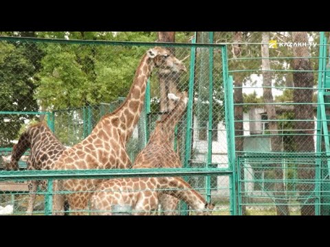 Зоопарки. Почему они так популярны и для чего они нужны?