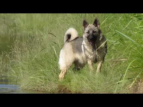 norwegian elkhound puppies for sale