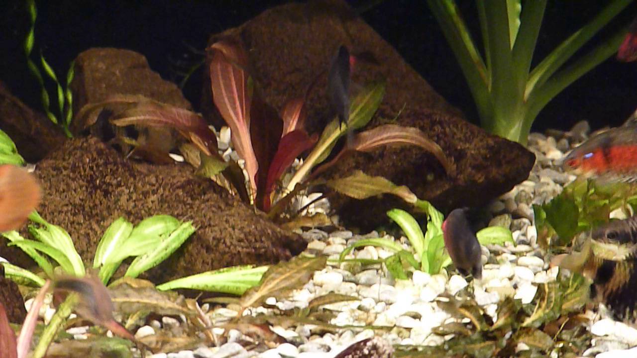 Чёрный барбус