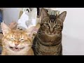 ПРИКОЛЫ С ЖИВОТНЫМИ 😺🐶 Смешные Животные Собаки Смешные Коты Приколы с котами Забавные Животные #125