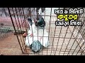 কবুতর জোড়া দেওয়ার সহজ ও সঠিক উপায় | Easiest way to pair pigeons