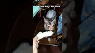 обзор покупок из зоомагазина