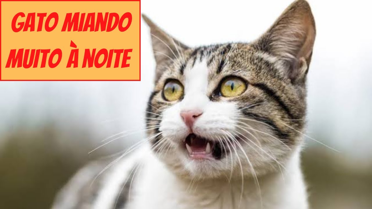 Gato miando muito a noite? Saiba as causas e o que fazer - YouTube