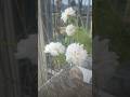 Gawah hai chand tare #trendingshorts #song #viralsong #homegardening #flowers #toptrending