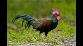 Download Lagu SUARA PIKAT AYAM HUITAN HIJAU ( Gallus varius ) MP3
