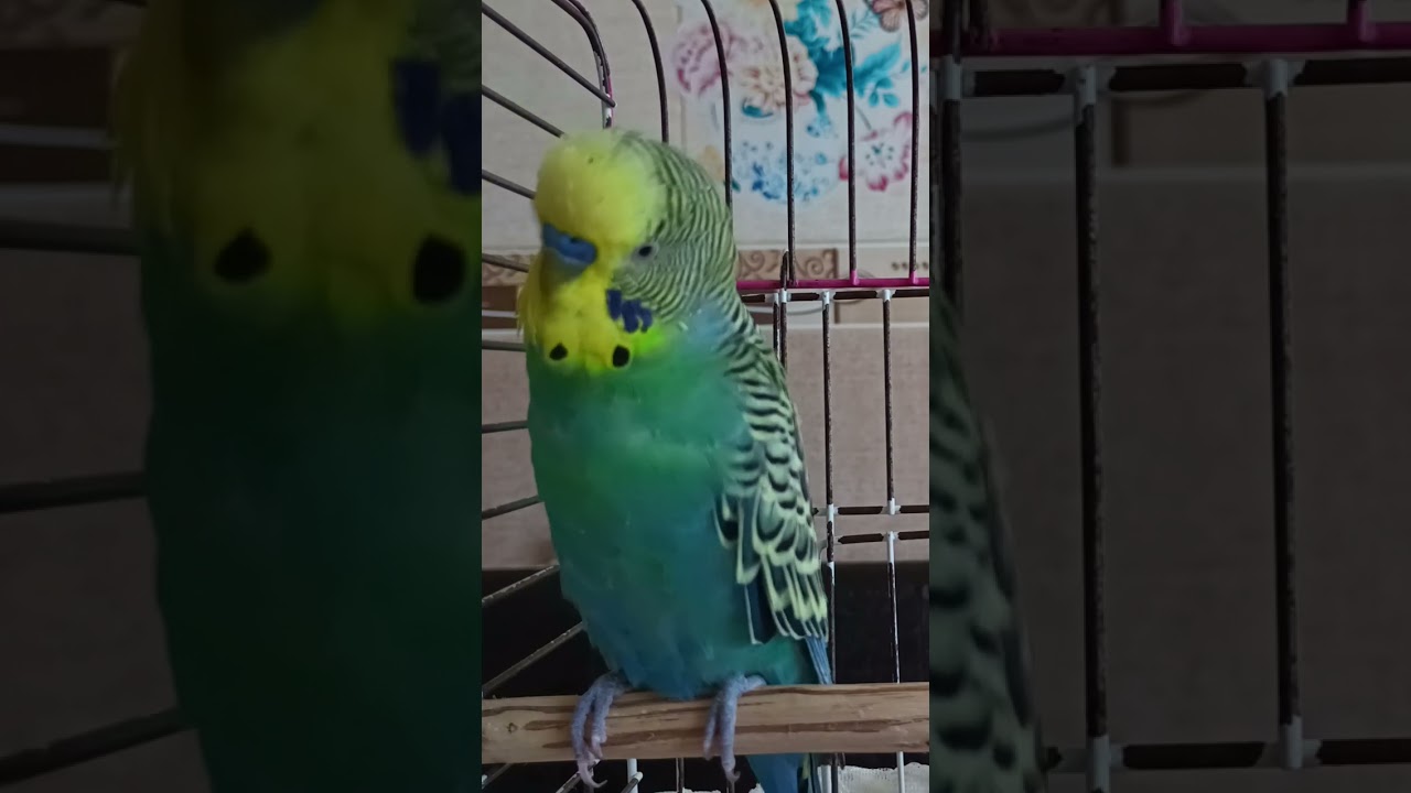 Yine Gevezeyiz😃 #muhabbetkuşufıstık #muhabbetkusu #muhabbetkuslari #kuslar #parrot #budgies #cicikus