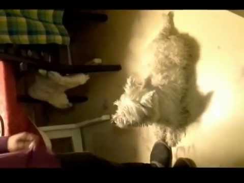 Video: Xoloitzcuintli