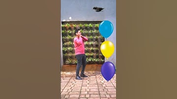 Funny vfx birds name new magic | Kinemaster editing | Vfxgaurav