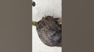 Coconut Tree! From Coconut Shell!