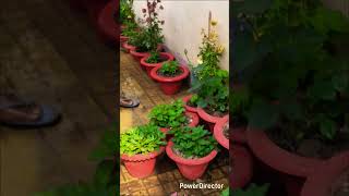 #zindagi m problems yo hongi pr unka josamna karta h wahi jeet ta h#gardeningactivity#gardencleaning
