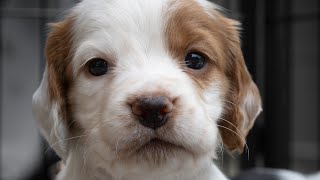 Working Cocker Spaniel Puppies - Birth To Four Weeks