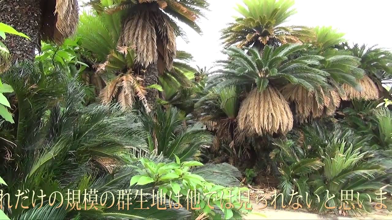 あやまる岬 ソテツの群生地 奄美群島国定公園 - YouTube