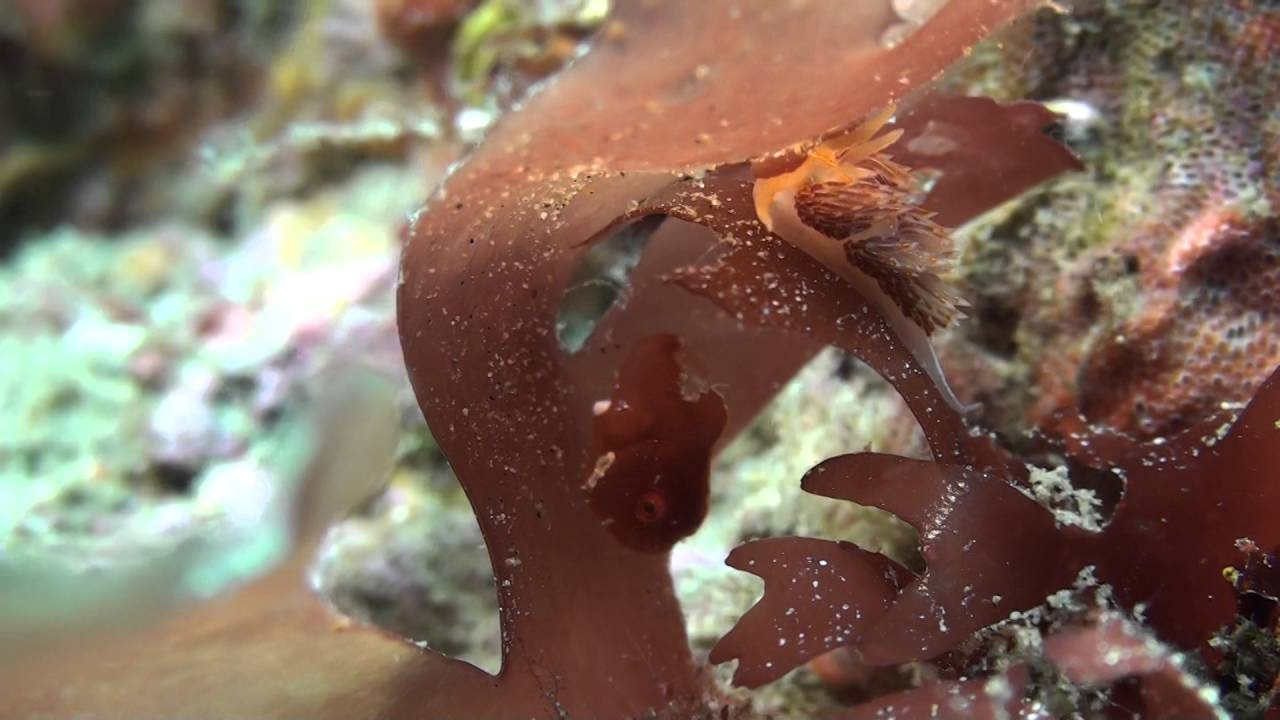 ダンゴウオ　（Lethotremus awae）5