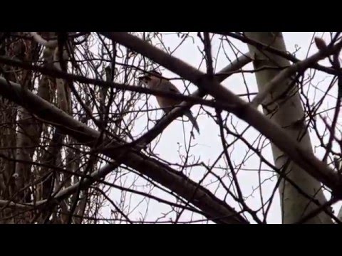 Магия чудесного утра. Птицы города. Кто как кричит. Сойка кот!