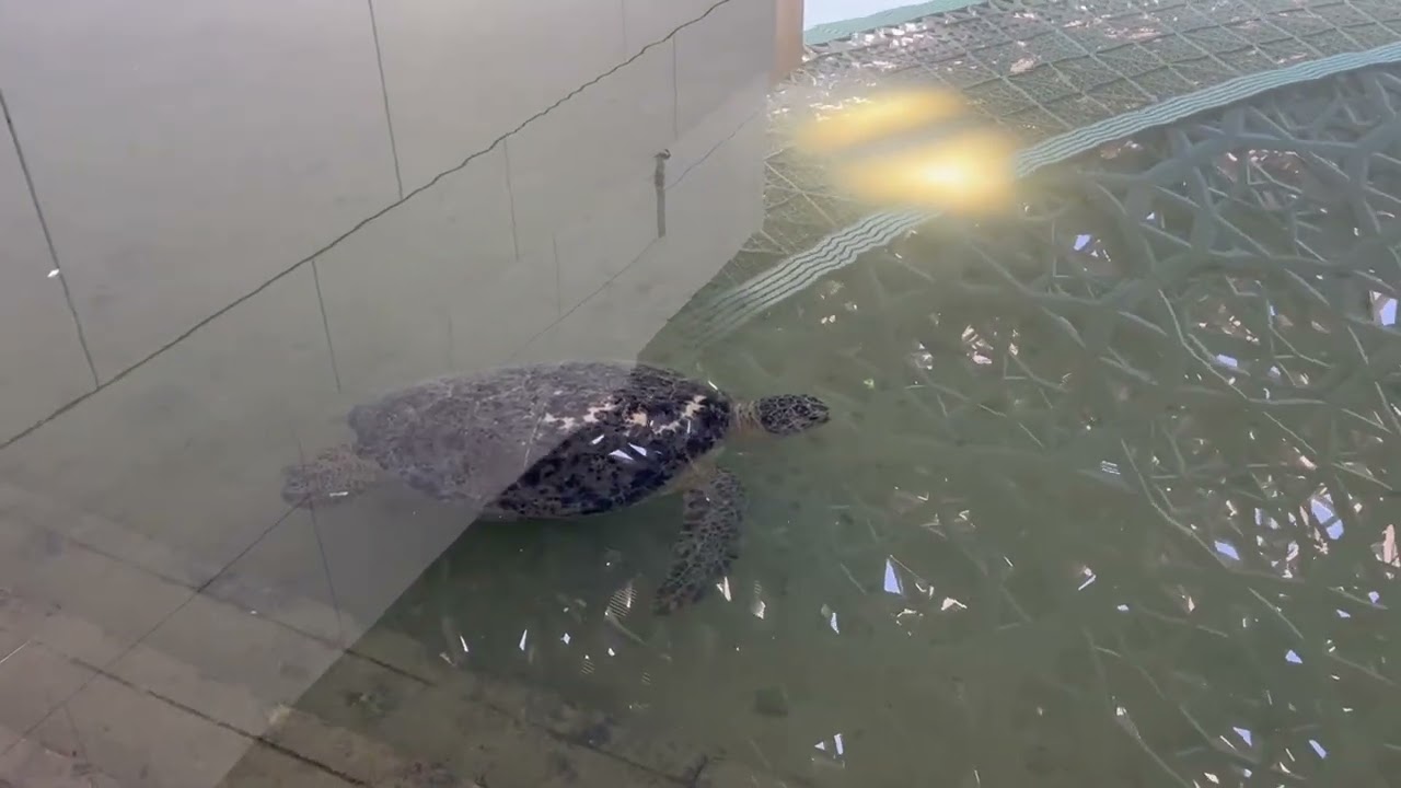 From Southampton to Sydney on the QM2 2023