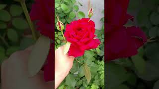 beautiful flowers #explore #nature #trending #joy #love #fypシ゚viral