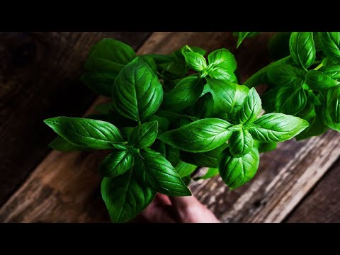 Important Reasons Why You Should Eat Basil Every Day!