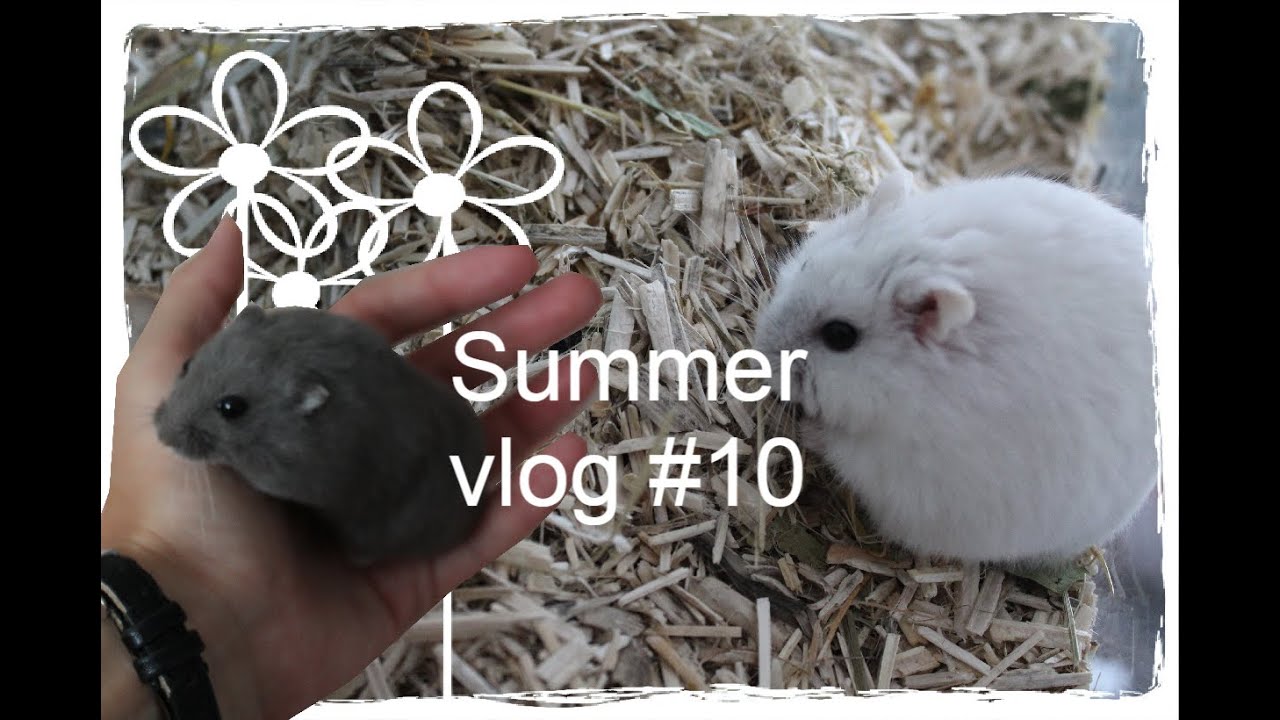 Wszystkie rzeczy moich chomików🐹🐹🌞