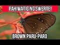 ANG SIMBOLISMO AT PAHIWATIG NG BROWN NA PARU PARO ANG SIMBOLISMO AT PAHIWATIG NG BROWN NA PARU PARO