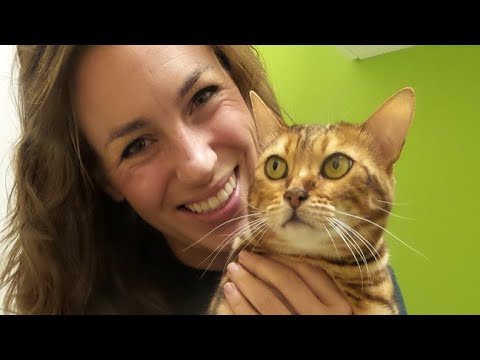 dog constipated after surgery