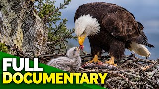 Eagles The Kings of the Sky | Free Documentary Nature #EagleDocumentary