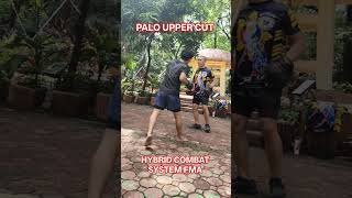 PALO UPPER CUT COMBO. #trending #viral #shorts #hybridcombatsystem #motivation #fma #fit