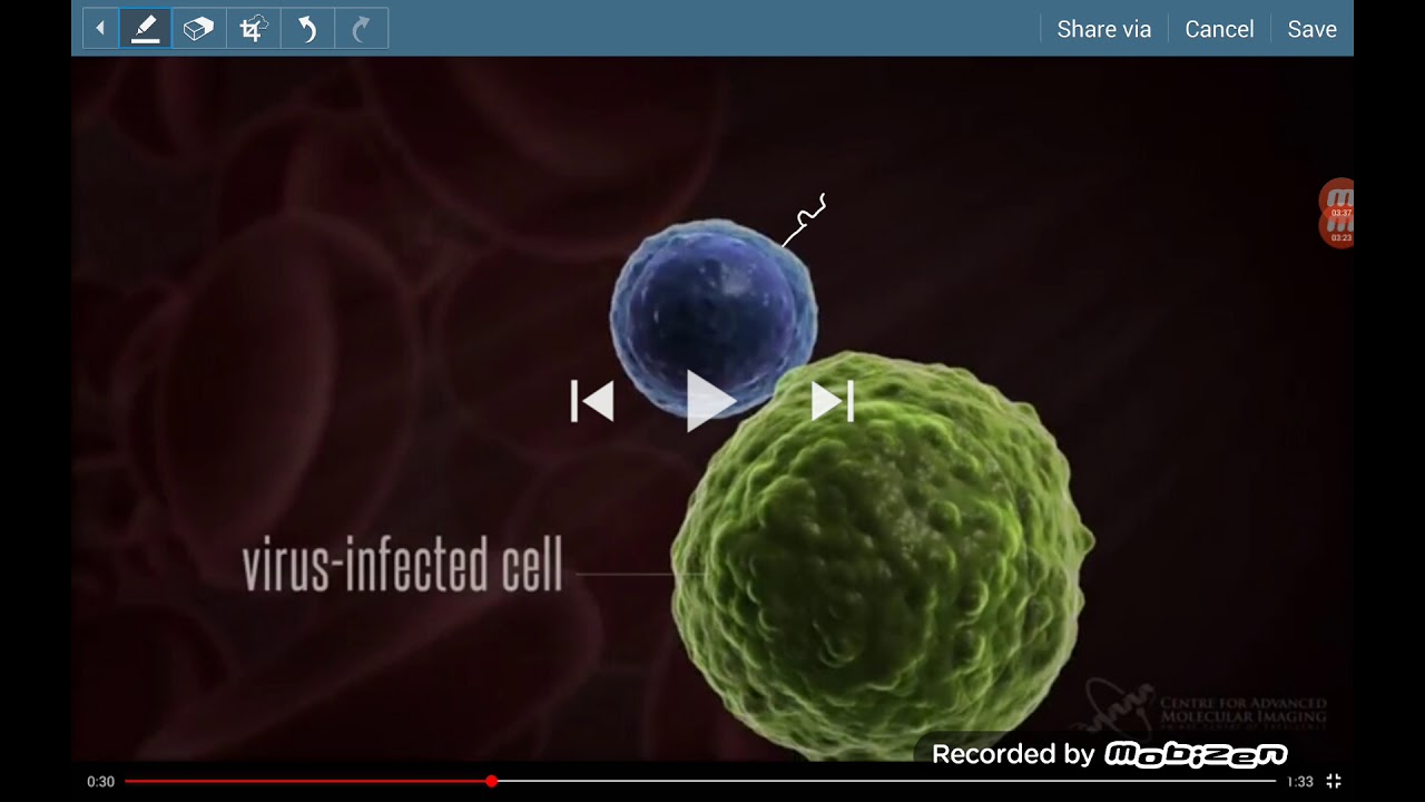 Cellular immunity cytotoxic T cells killing our own virus infected