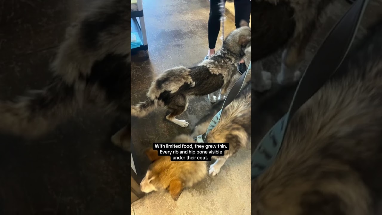 Two Huskies rescued from life on a chain | BC SPCA