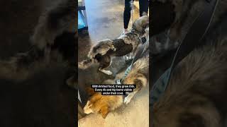 Two Huskies Rescued From Life On A Chain Bc Spca